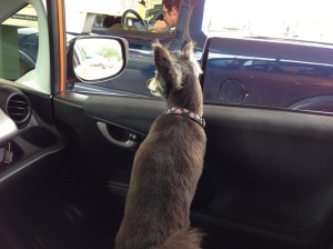 Miss Fancypants fresh from the beauty parlor