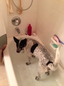 Daisy in the bath