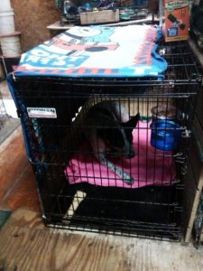 Daisy's 1st night at the sanctuary