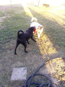 Daisy playing with her friend, Toby, at the sanctuary
