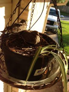 Today's peek into the lives of baby birds