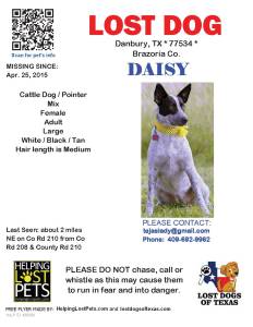 Flyer for Daisy