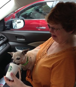 Jolie drinking her last puppywhip---me in tears