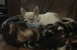 Sleeping bareback rider