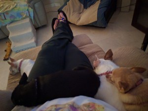Zoe, Gypsy, Mimi & Dusty resting in my lap.